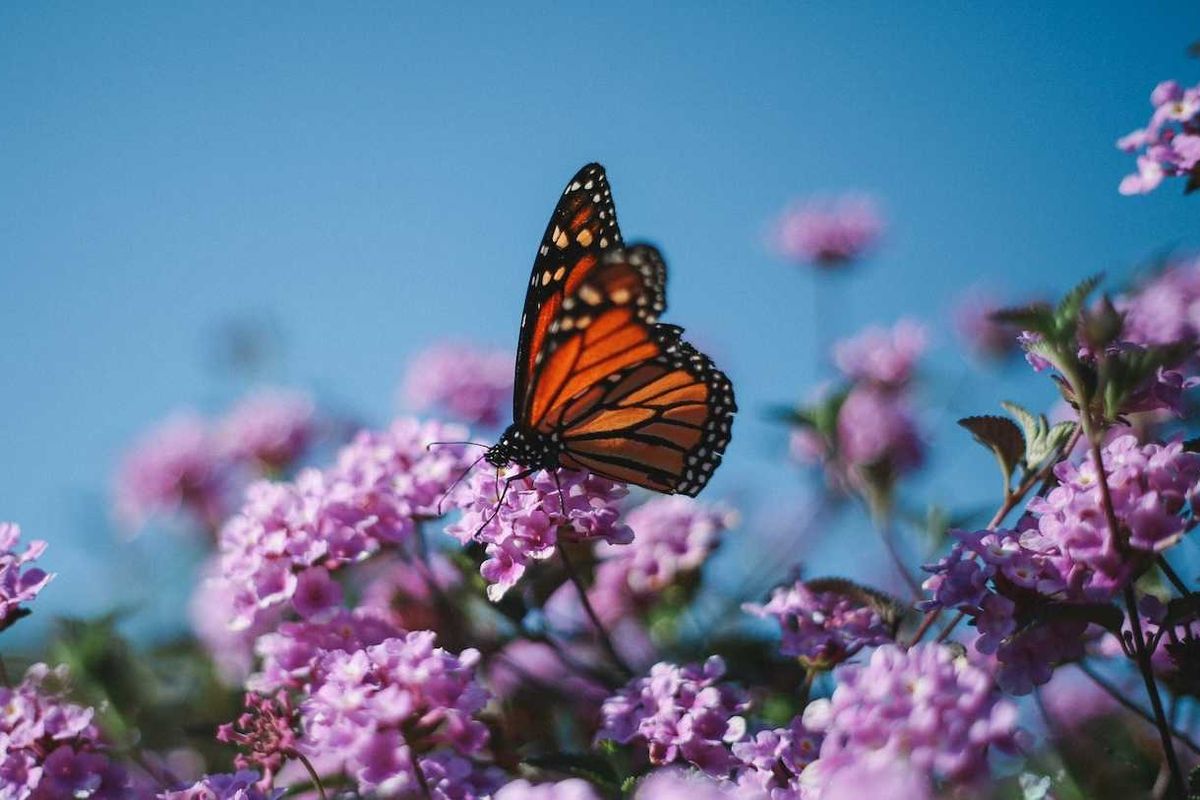 Record low number of threatened species get new protections…