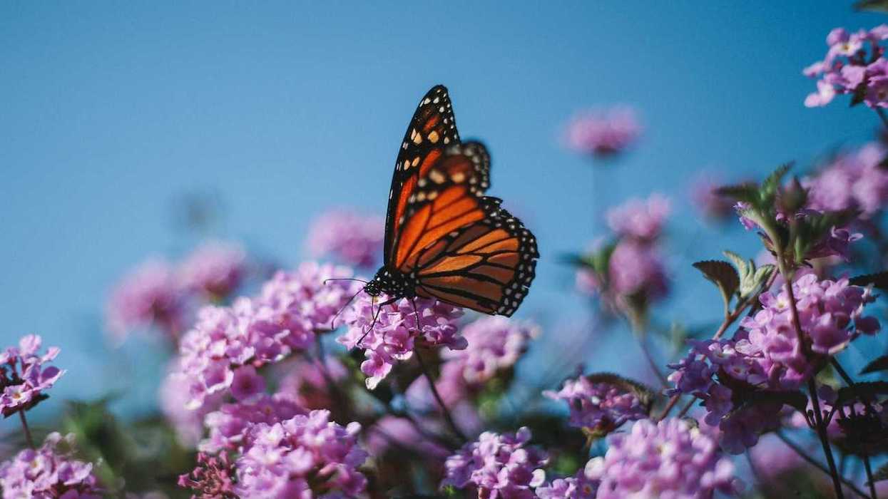 Monarch butterfly on flowering plant.