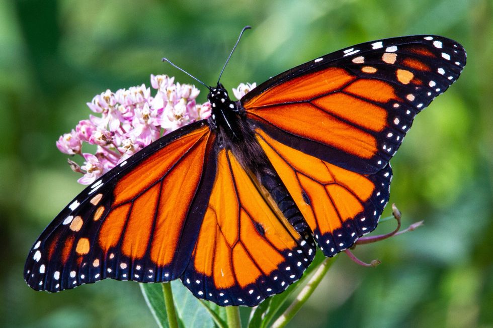 monarch butterfly perched on pink flower in close up photography during daytime.