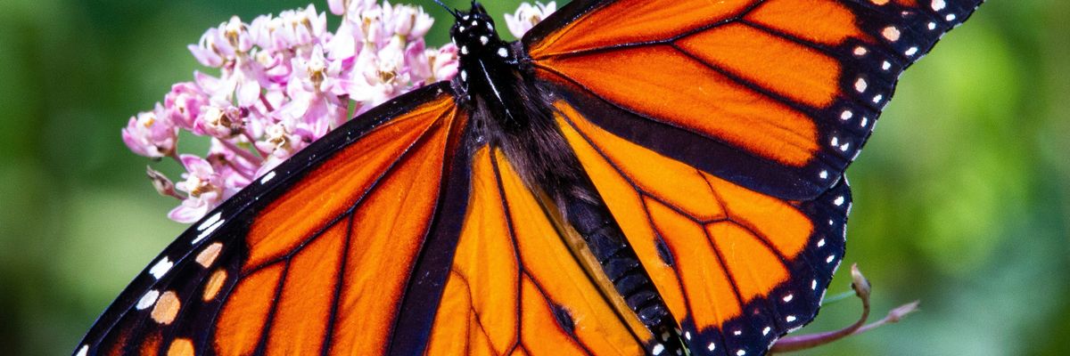 monarch butterfly perched on pink flower in close up photography during daytime.