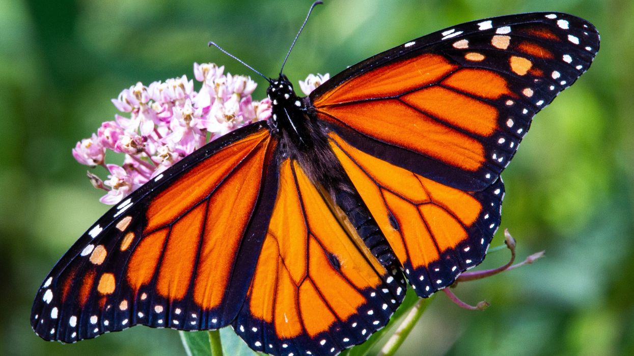 monarch butterfly perched on pink flower in close up photography during daytime.