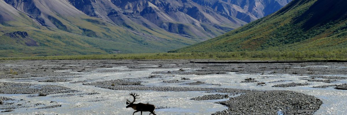 moose running across body of water near snow-capped mountains during daytime.