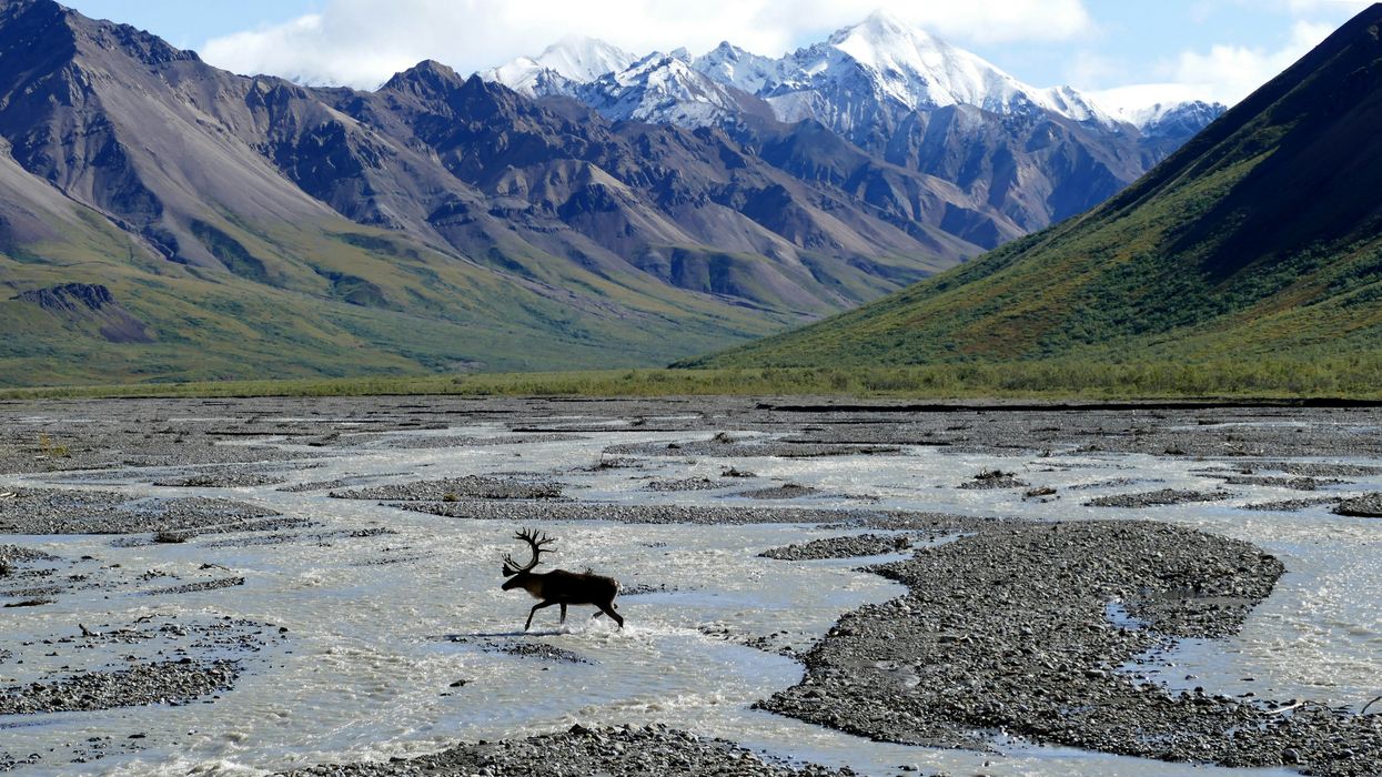 moose running across body of water near snow-capped mountains during daytime.