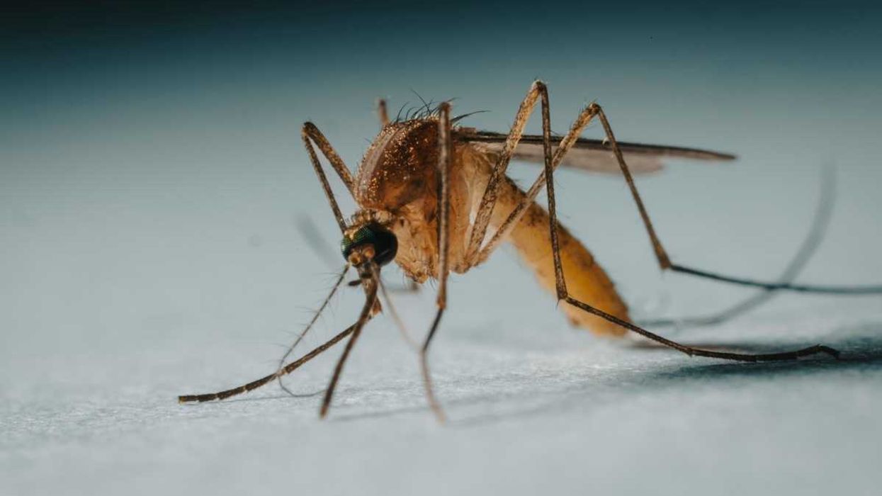 As climate change expands mosquito ranges, better monitoring is key to preventing disease