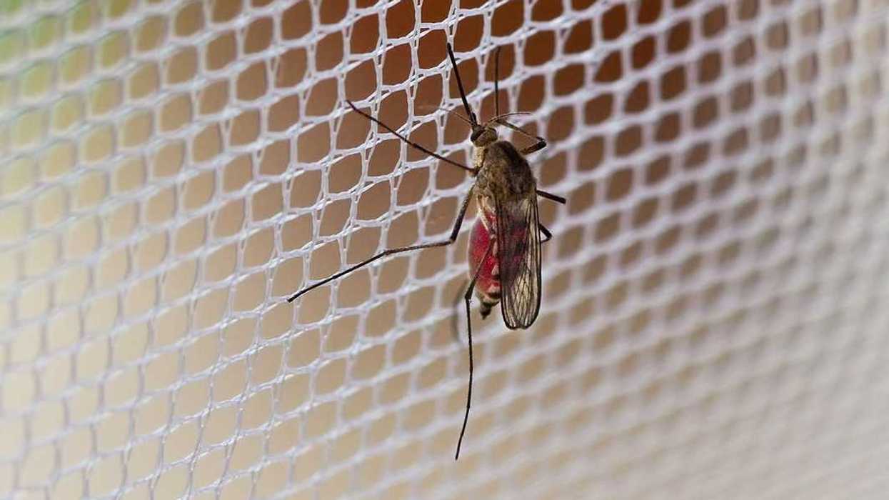 Mosquito (Culex pipiens) with his stomach full of human blood sitting on mosquito netting