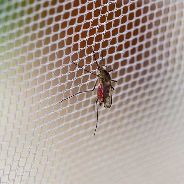 Mosquito (Culex pipiens) with his stomach full of human blood sitting on mosquito netting