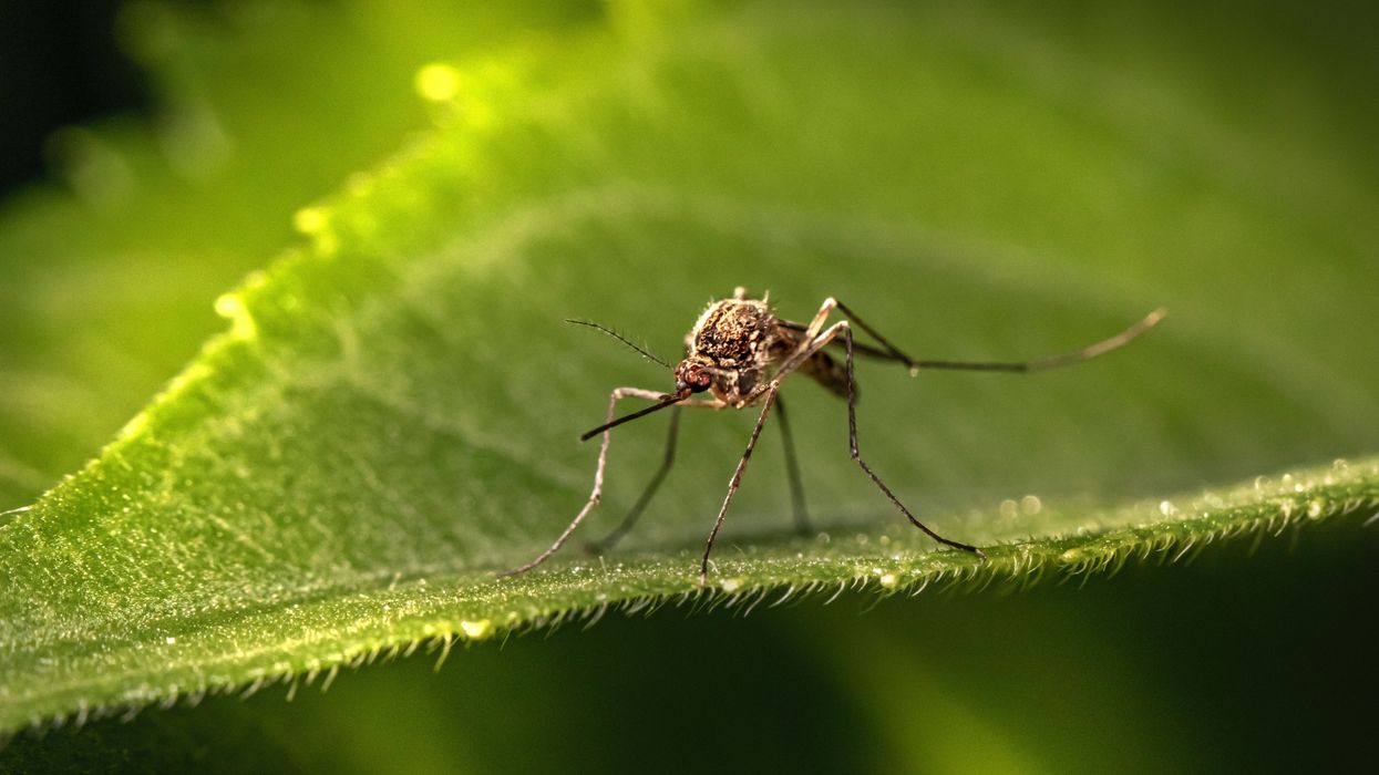 mosquitos west nile virus insecticides
