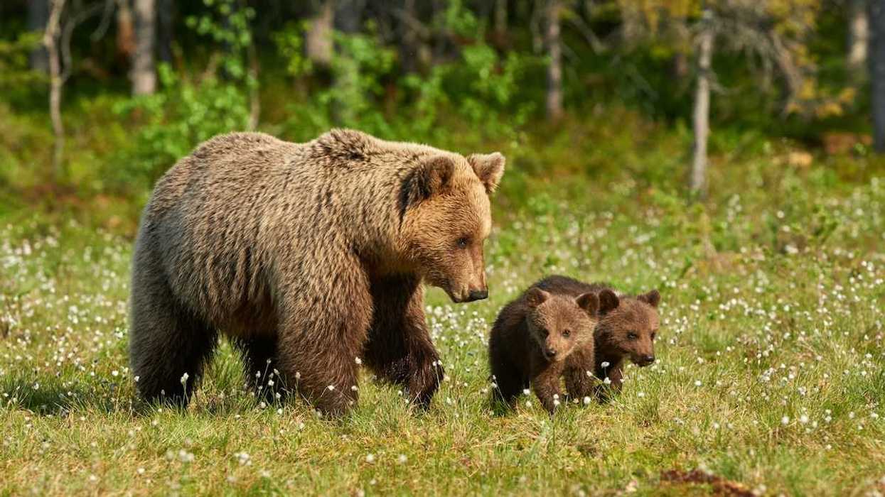 Mother Grizzly bear with two cubs in a grassy clearing with wildflowers