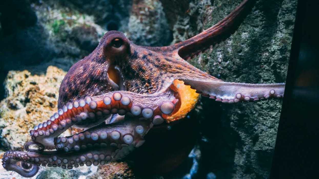 Multi-colored octopus in natural marine setting