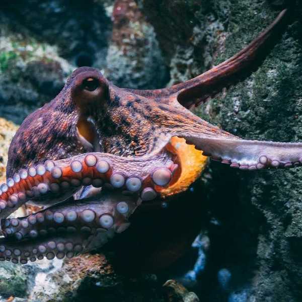 Multi-colored octopus in natural marine setting