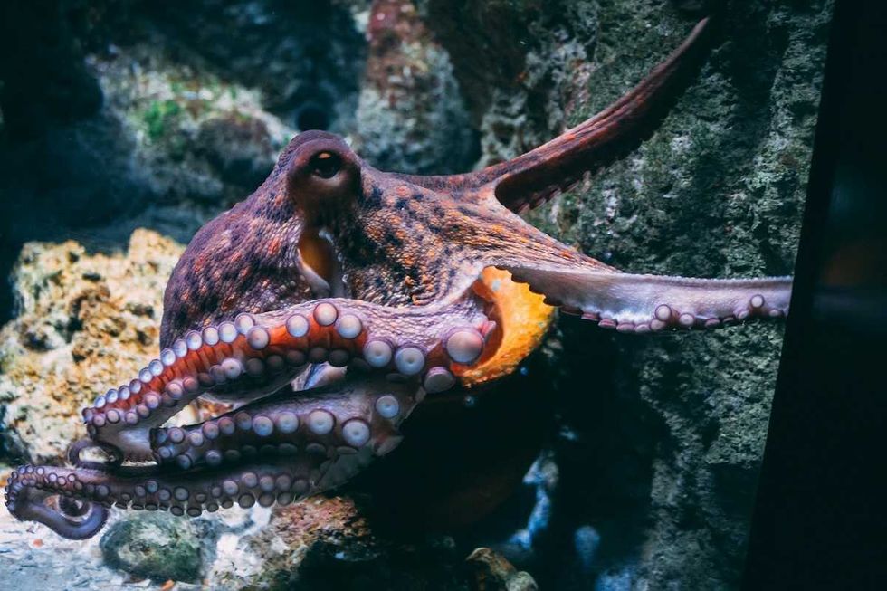 Chemical waste from plastic pollution may be altering what octopuses eat