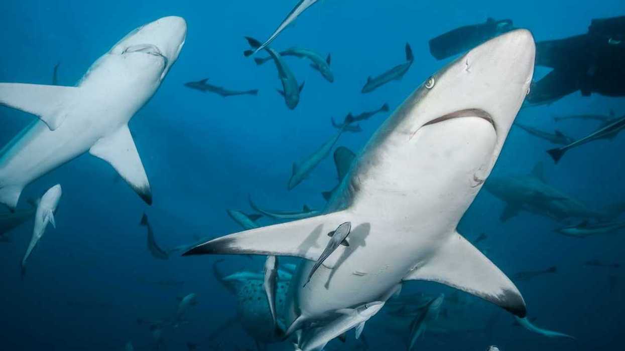 Multitude of marine life - most prominently sharks - in the deep ocean