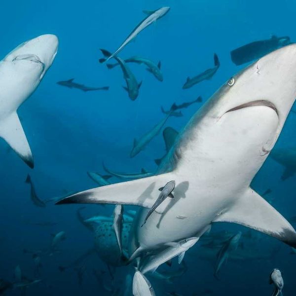 Microplastics documented for first time in deep-sea ecosystems