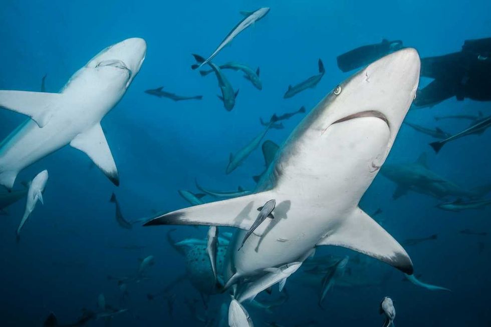 Microplastics documented for first time in deep-sea ecosystems