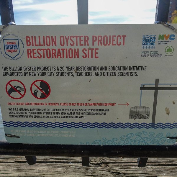New York's Billion Oyster Project