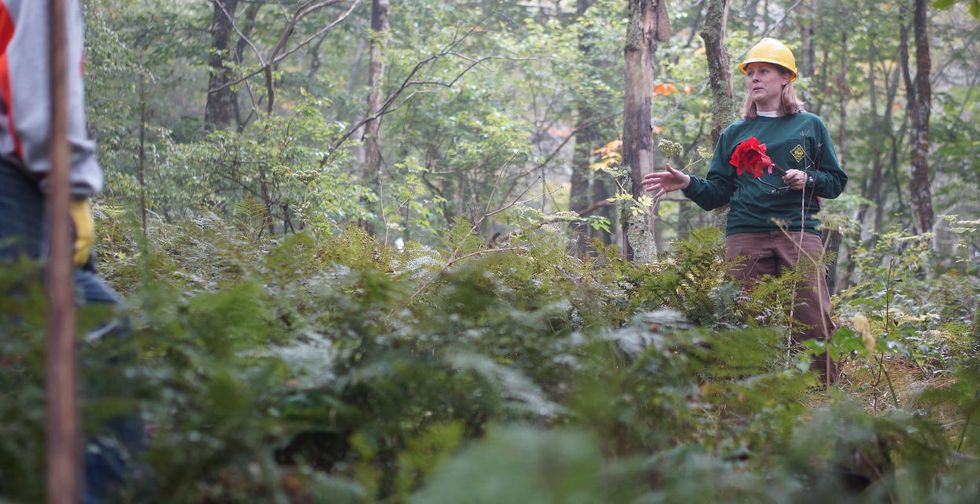 North Carolina forest