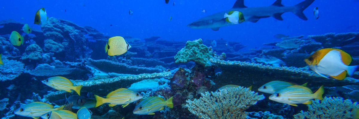 Ocean protection