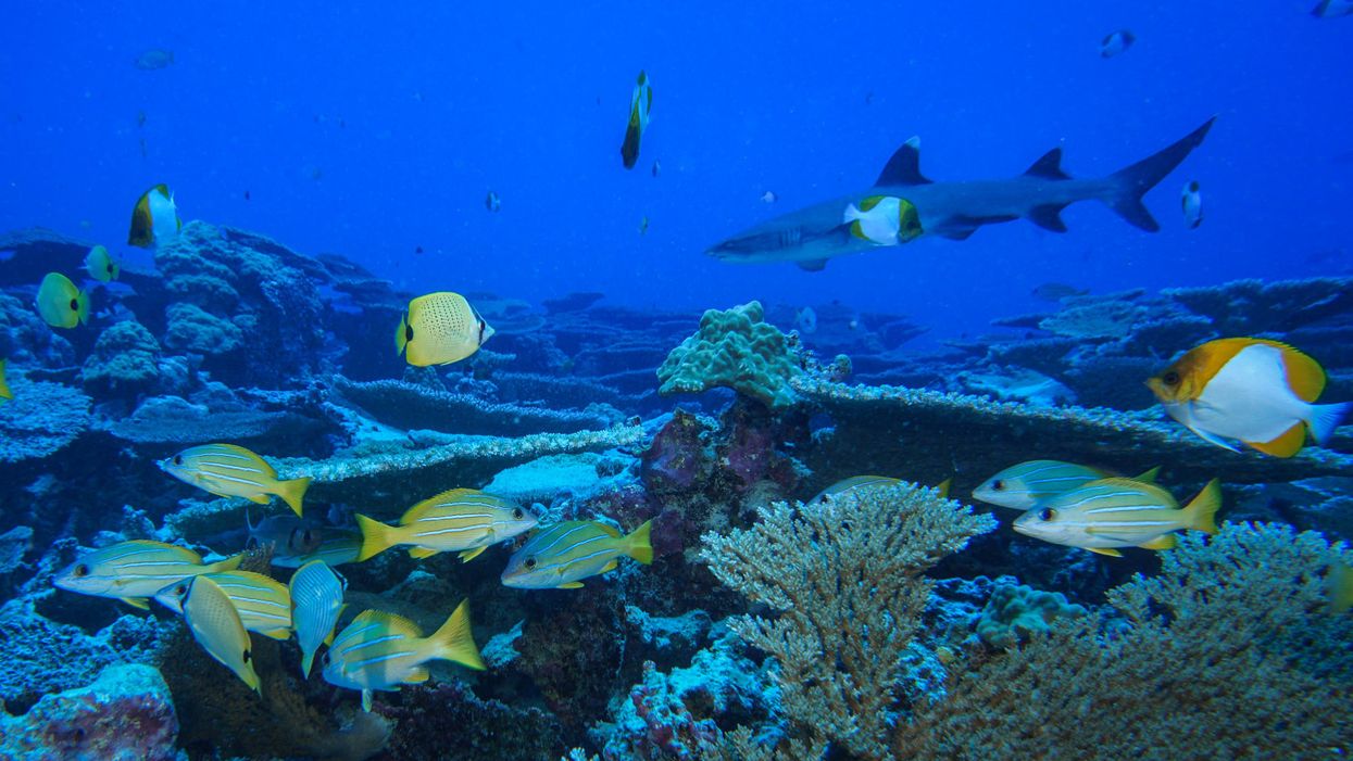 Ocean protection
