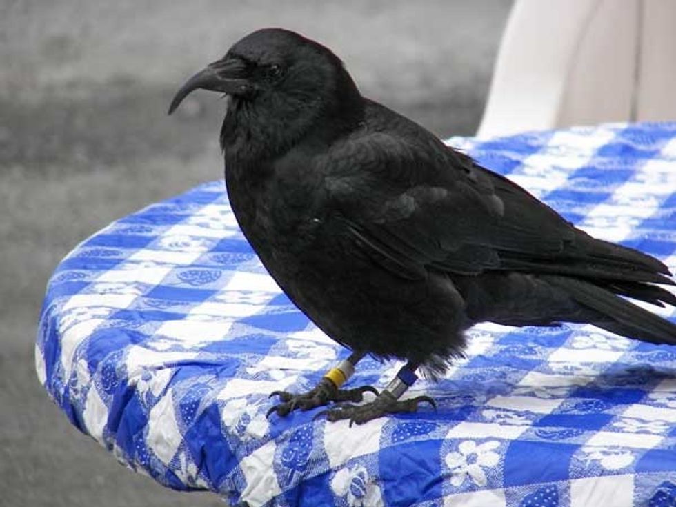 Winged Warnings Twisted beaks EHN