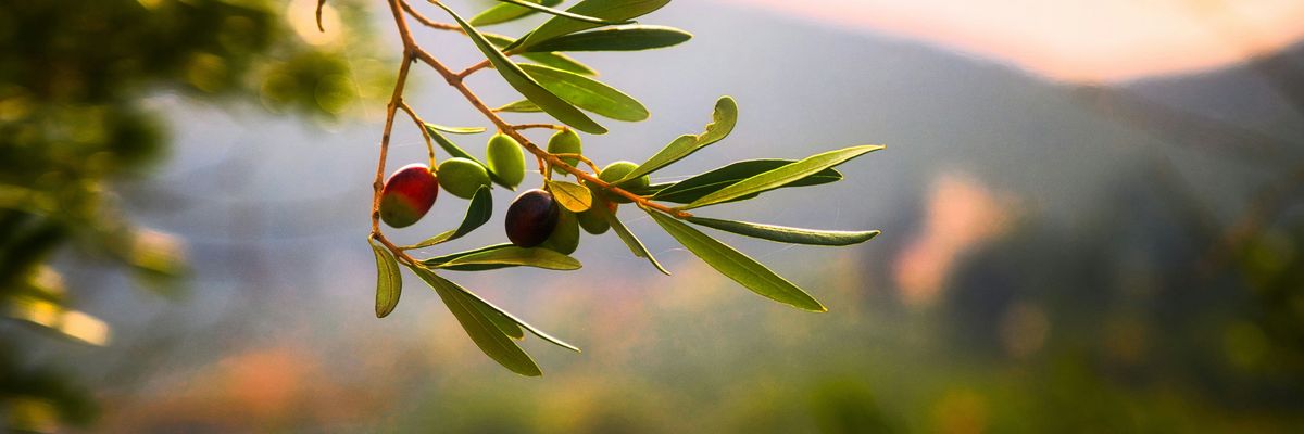 Olive branch with a few green olives on it