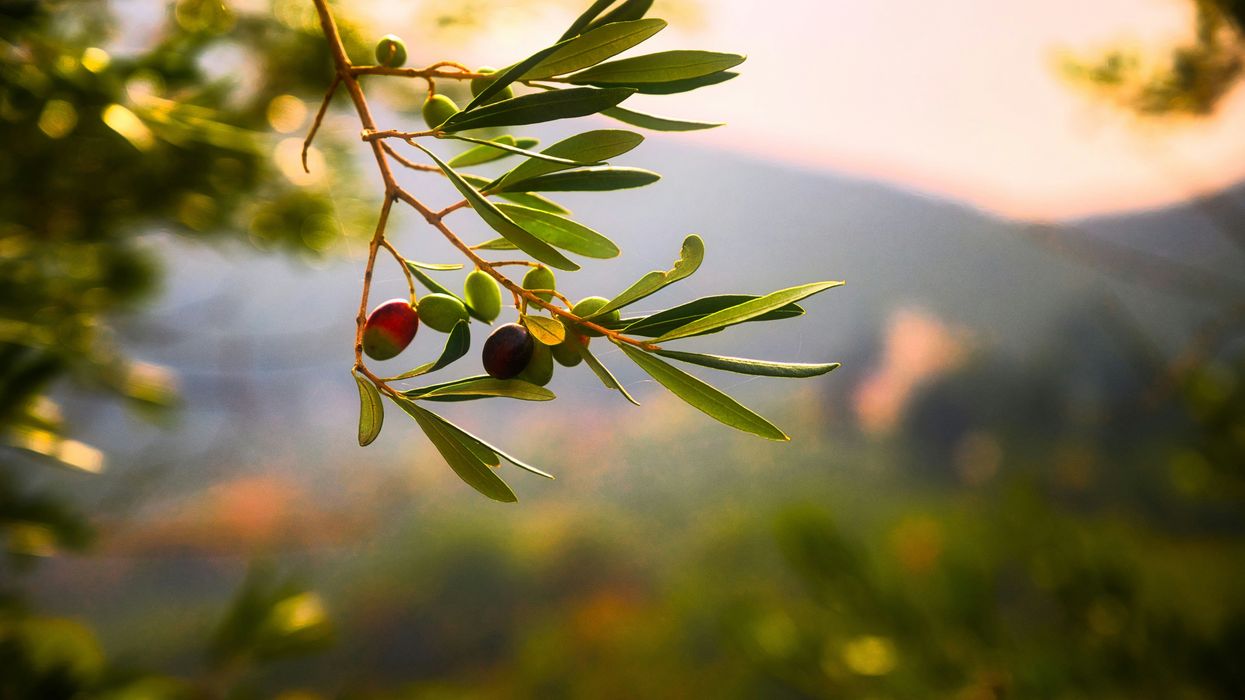 Olive branch with a few green olives on it