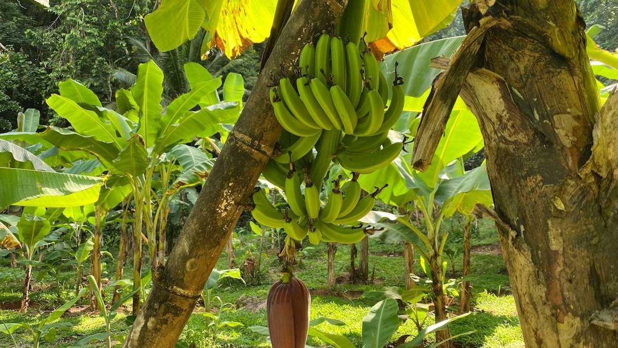 Organic and fresh bananas from Baie Lazare Seychelles