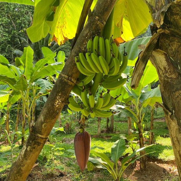 Organic and fresh bananas from Baie Lazare Seychelles