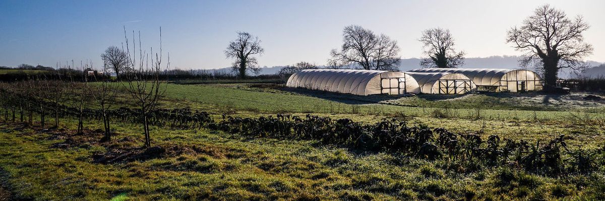 Organic farm UK