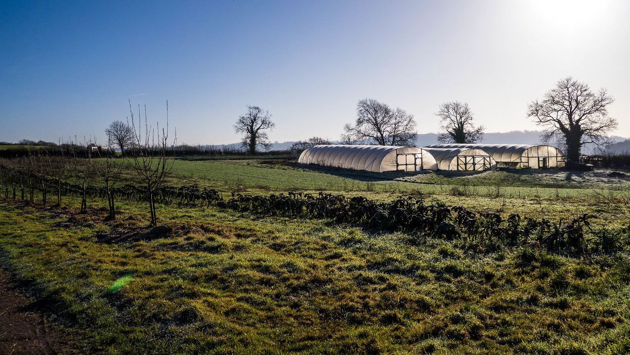 Organic farm UK