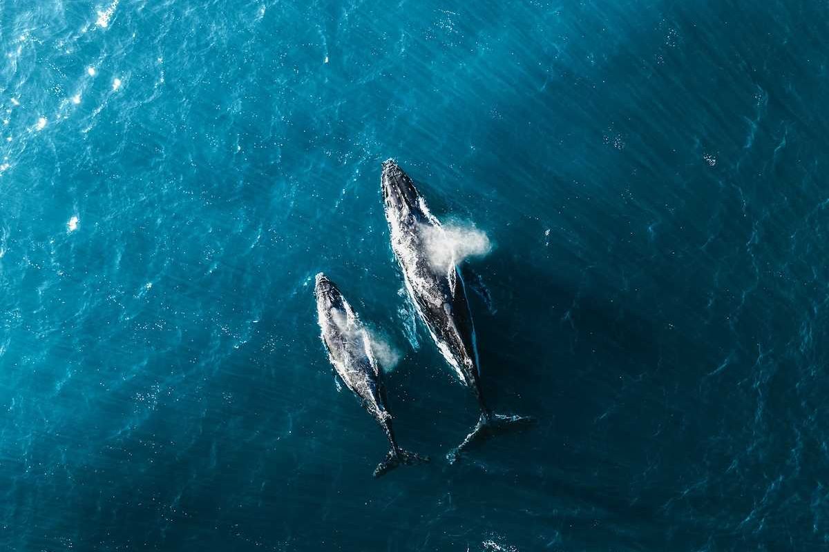 Offshore oil and gas rush threatens whale corridors and…
