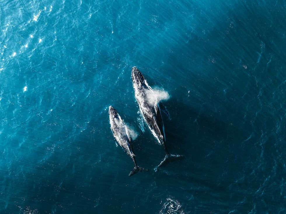 Offshore oil and gas rush threatens whale corridors and coral reefs