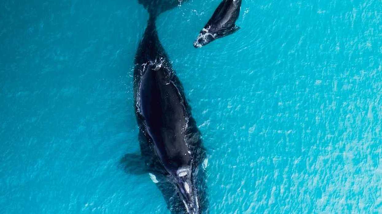 Overhead shot of mother and calf right whales swimming together against turquoise waters