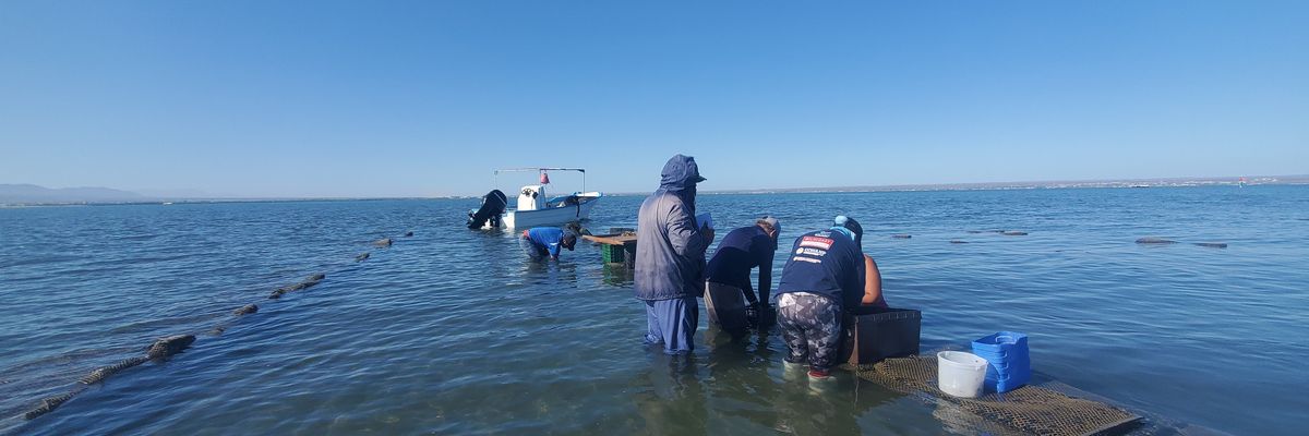 oyster aquaculture beds