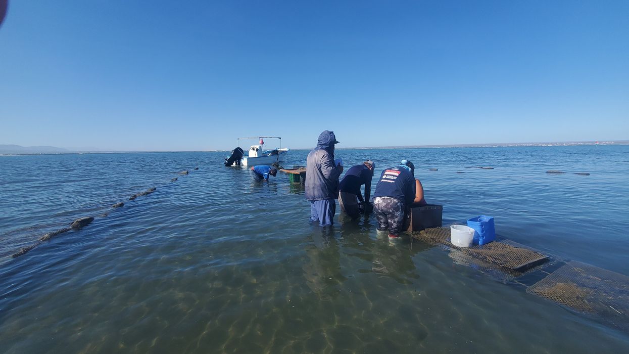oyster aquaculture beds
