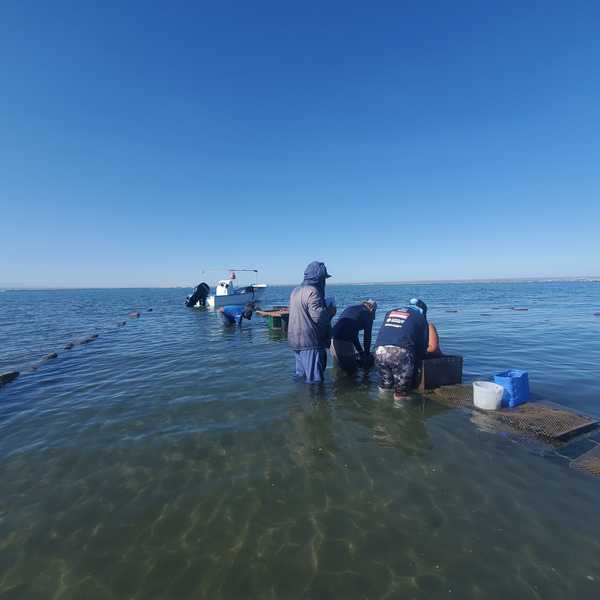 oyster aquaculture beds