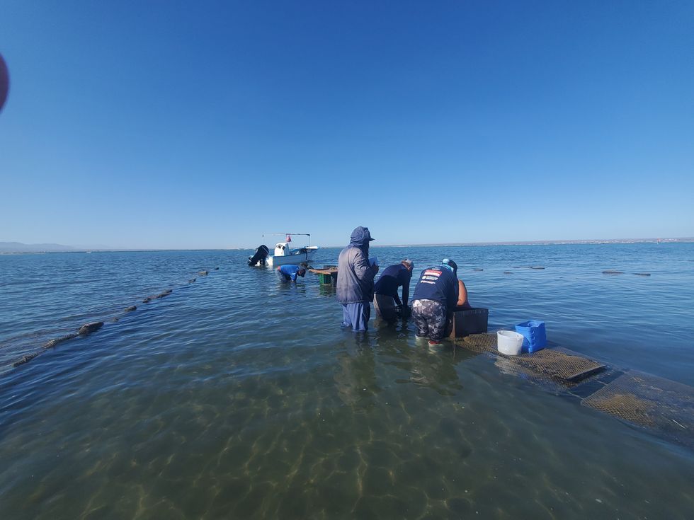 oyster aquaculture beds