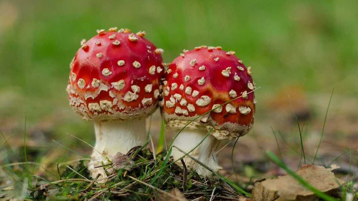 Pair of red-capped, white-speckled, fungi