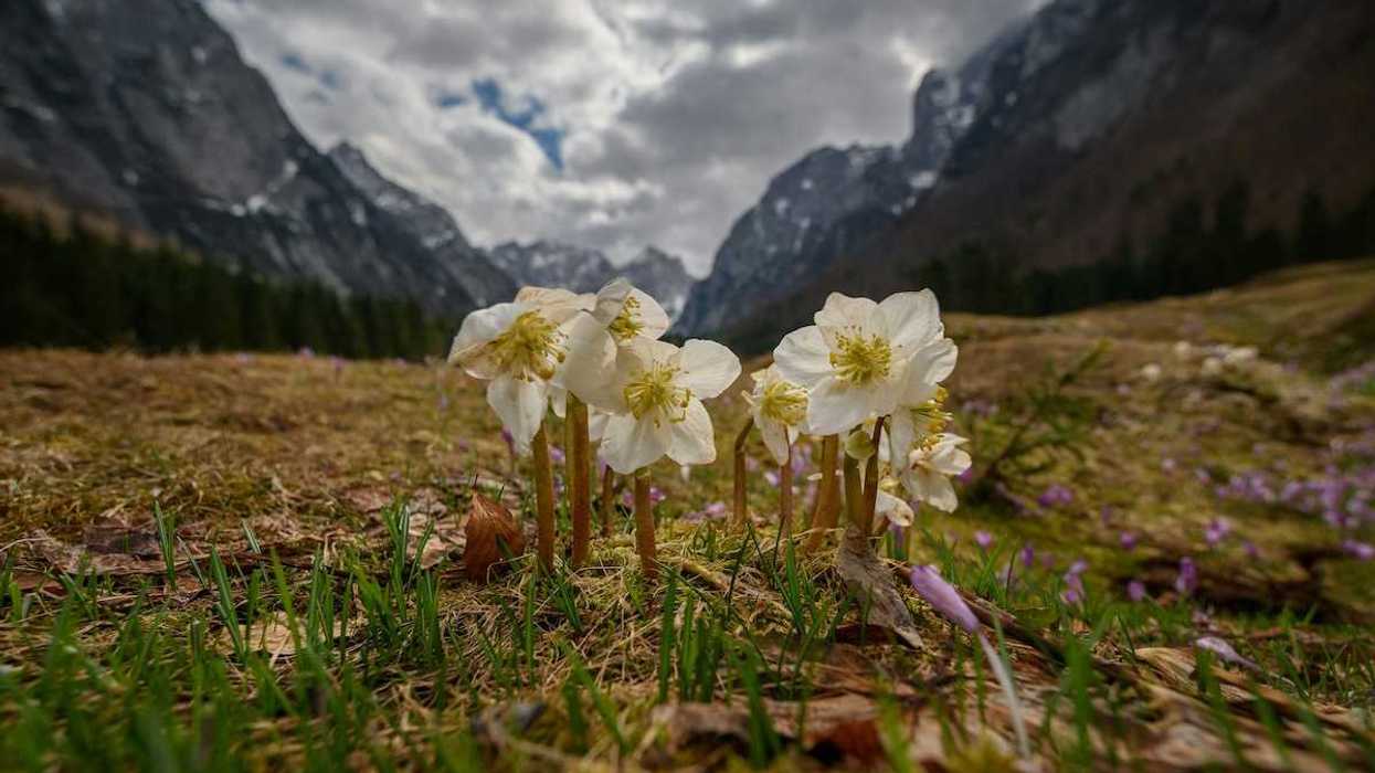 Pale yellow wildflowers in a mountain meadow with rugged mountains in the background.