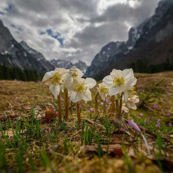 Pale yellow wildflowers in a mountain meadow with rugged mountains in the background.