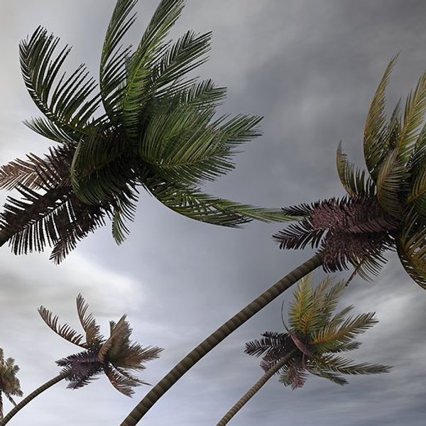 Palm trees bending in the wind