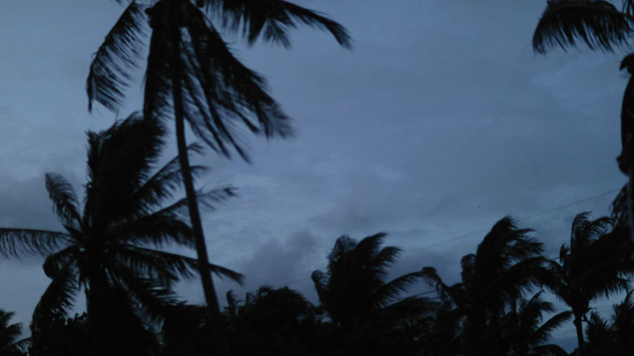 palm trees blowing in the wind on a cloudy day.