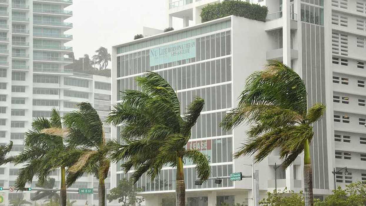 Palm trees in front of tall buildings blowing in hurricane gales