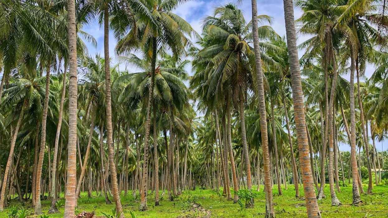Palm trees, palm oil plantation