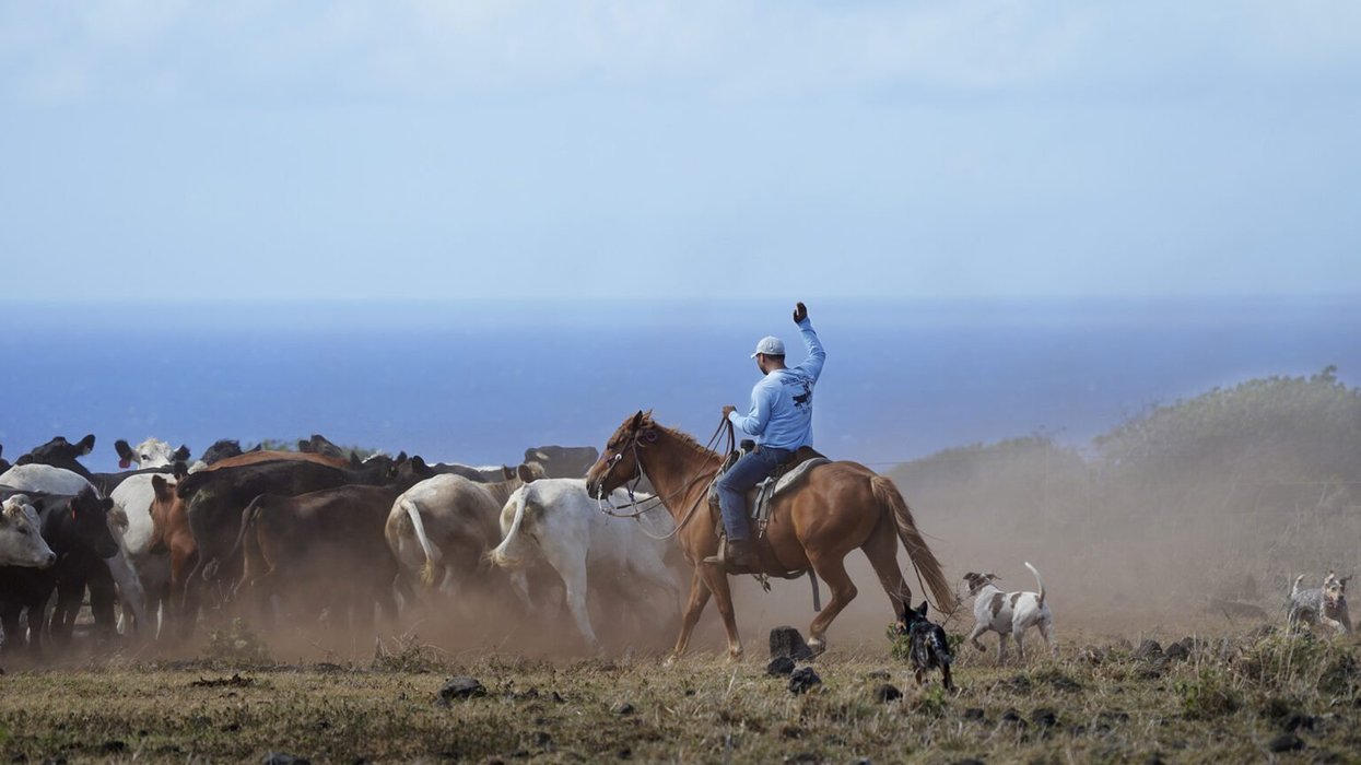 Hawai’i cattle ranches are shrinking as drought worsens and rainfall ...