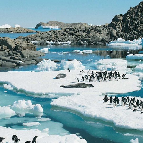 Penguins gather on Antarctic ice floes against a rocky coast
