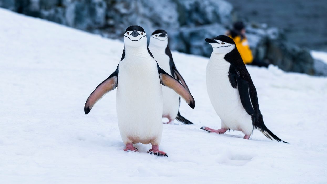 penguins on snow covered fields during daytime.