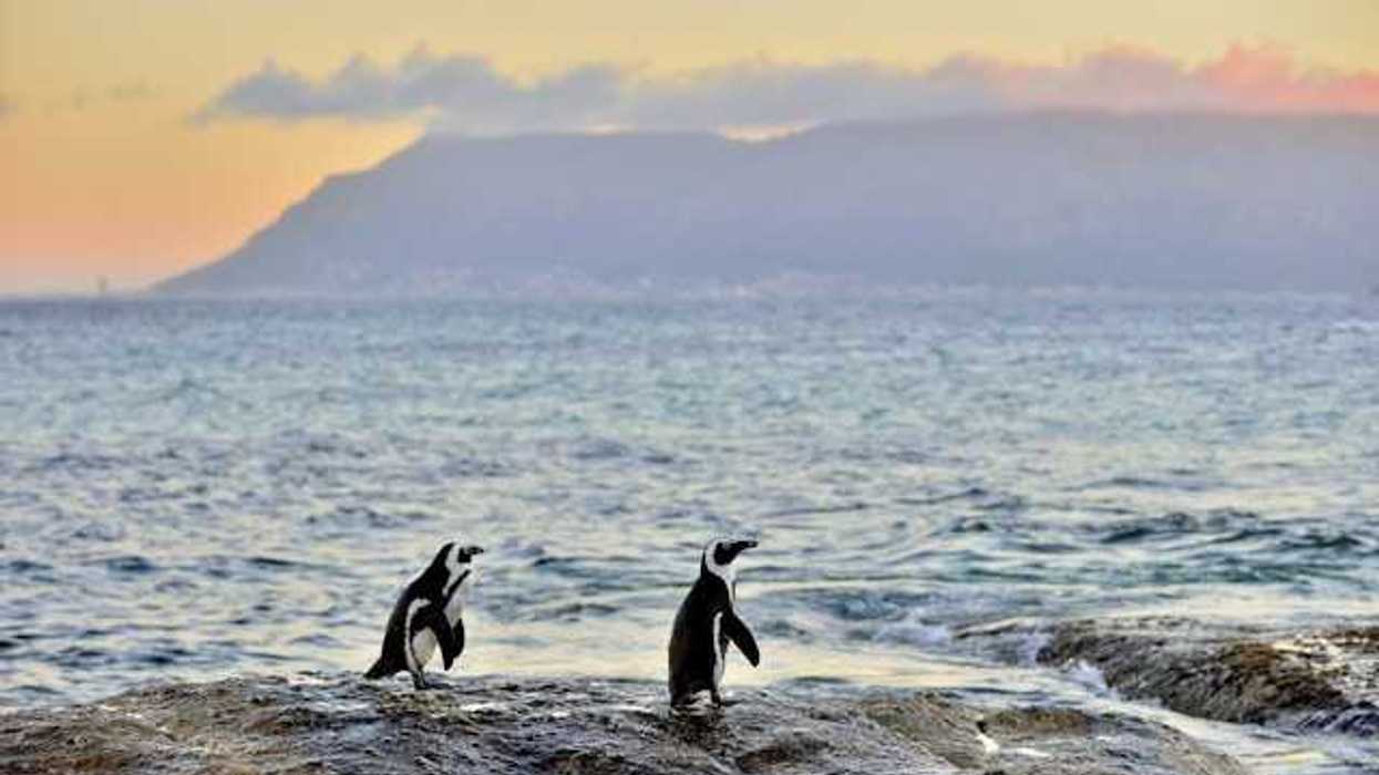 Penguins standing on a rock with the sunset and hills in the background
