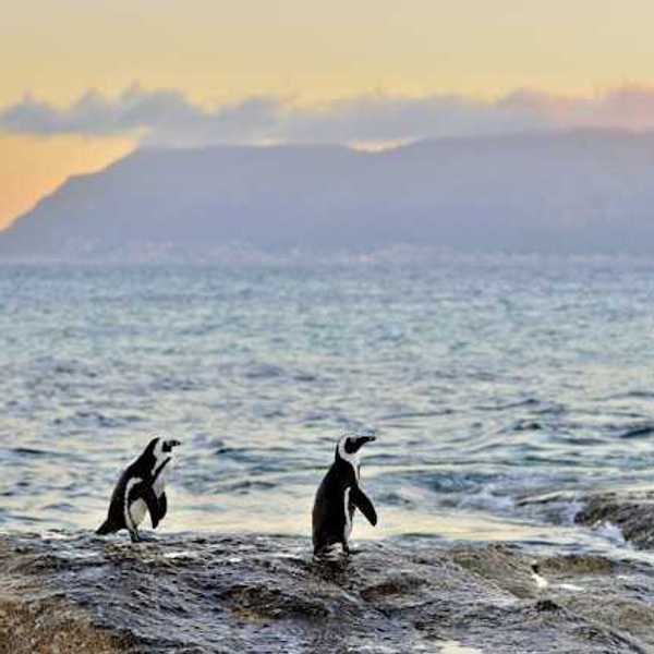 Penguins standing on a rock with the sunset and hills in the background