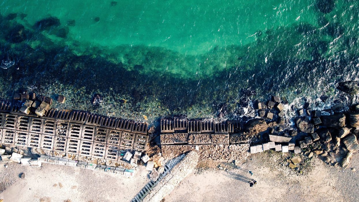 As dolphins die in Black Sea, Ukraine builds case for ecocide against Russia