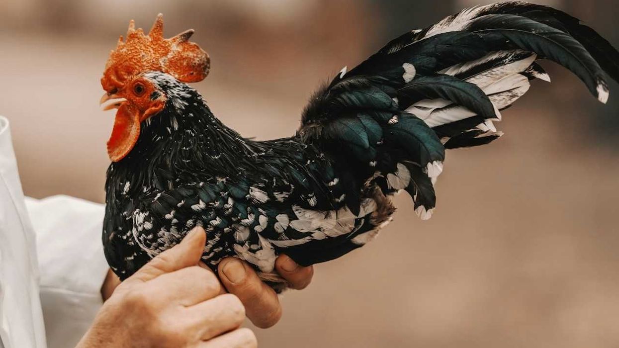 Person holding a chicken